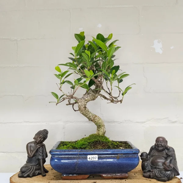 Ficus Microcarpa (Banyan Fig) Indoor Bonsai Tree | Shaped | In 20cm Pot - Image 6