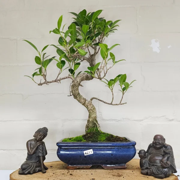 Ficus Microcarpa (Banyan Fig) Indoor Bonsai Tree | Shaped | In 20cm Pot - Image 7