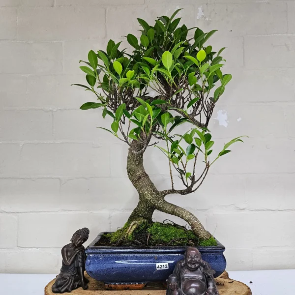 Ficus Microcarpa (Banyan Fig) Indoor Bonsai Tree | Shaped | In 25cm Pot - Image 2