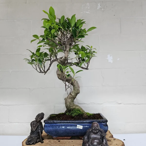 Ficus Microcarpa (Banyan Fig) Indoor Bonsai Tree | Shaped | In 25cm Pot - Image 4