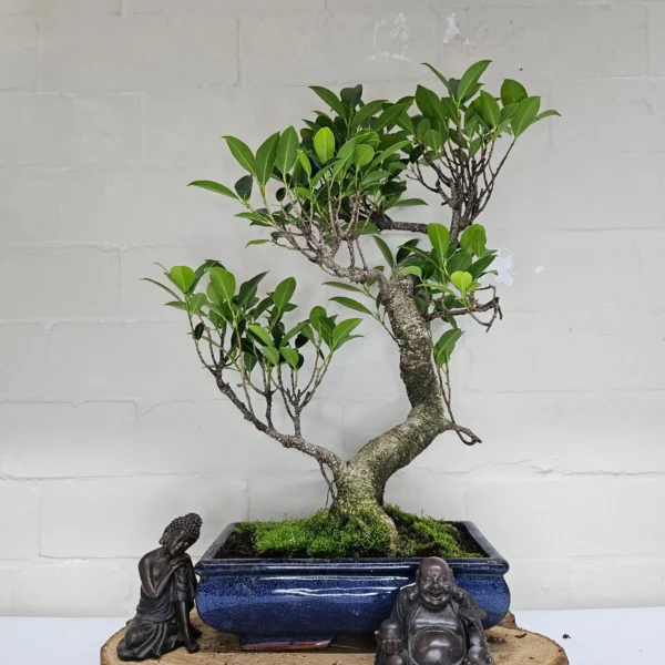 Ficus Microcarpa (Banyan Fig) Indoor Bonsai Tree | Shaped | In 25cm Pot - Image 5