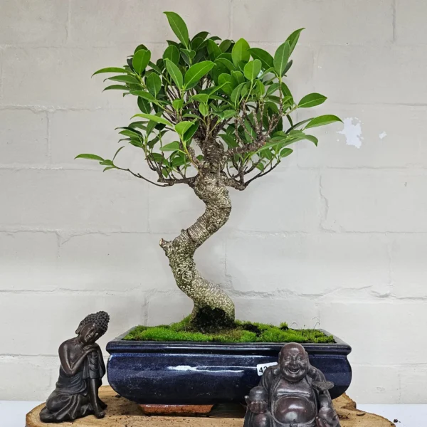 Ficus Microcarpa (Banyan Fig) Indoor Bonsai Tree | Shaped | In 25cm Pot - Image 6