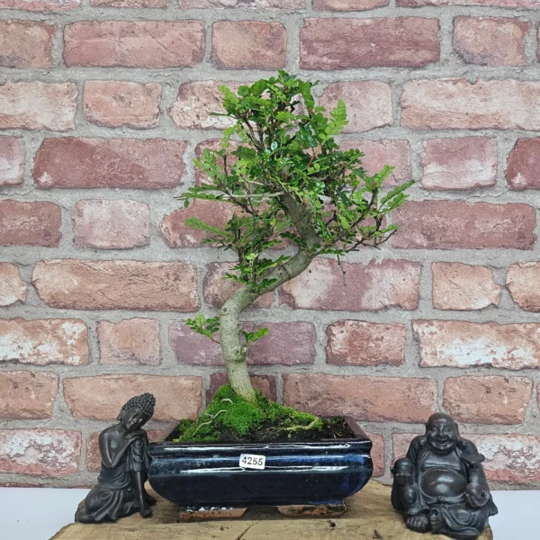 Chinese Pepper (Zanthoxylum Pipertum) Bonsai Tree | Shaped | In 20cm Pot - Image 10