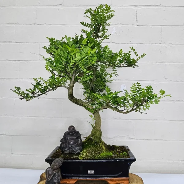 Chinese Pepper (Zanthoxylum Pipertum) Bonsai Tree | Shaped | In 30cm Pot - Image 12