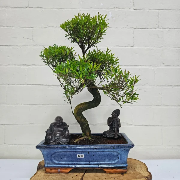 Brush Cherry (Syzygium) Bonsai Tree | Shaped | In 30cm Pot - Image 6