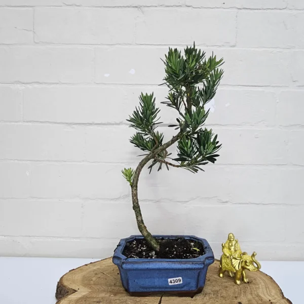 Buddhist Pine (Podocarpus Micro) Bonsai Tree | Shaped | In 15cm Pot - Image 17