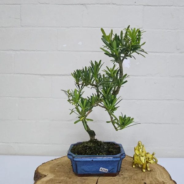 Buddhist Pine (Podocarpus Micro) Bonsai Tree | Shaped | In 15cm Pot - Image 18