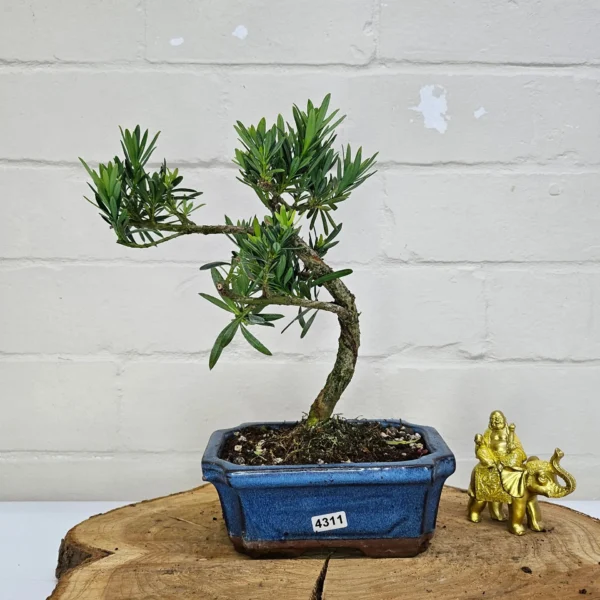 Buddhist Pine (Podocarpus Micro) Bonsai Tree | Shaped | In 15cm Pot - Image 19