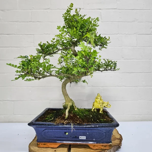 Chinese Pepper (Zanthoxylum Pipertum) Bonsai Tree | Shaped | In 30cm Pot - Image 13