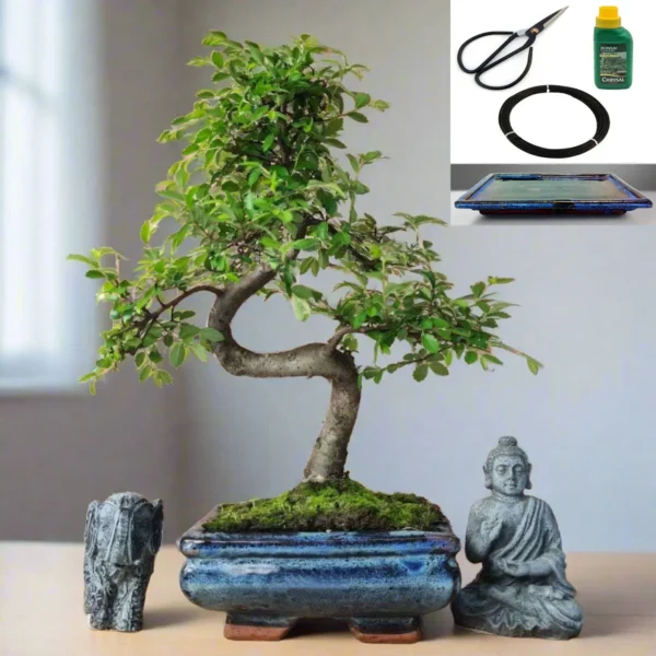 Chinese Elm in 15cm Pot Inc: Drip Tray & Bonsai Tree Starter Kit