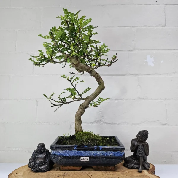 Chinese Pepper (Zanthoxylum Pipertum) Bonsai Tree | Shaped | In 20cm Pot - Image 11