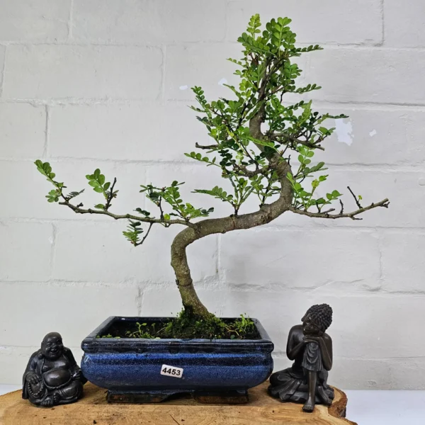 Chinese Pepper (Zanthoxylum Pipertum) Bonsai Tree | Shaped | In 20cm Pot - Image 12