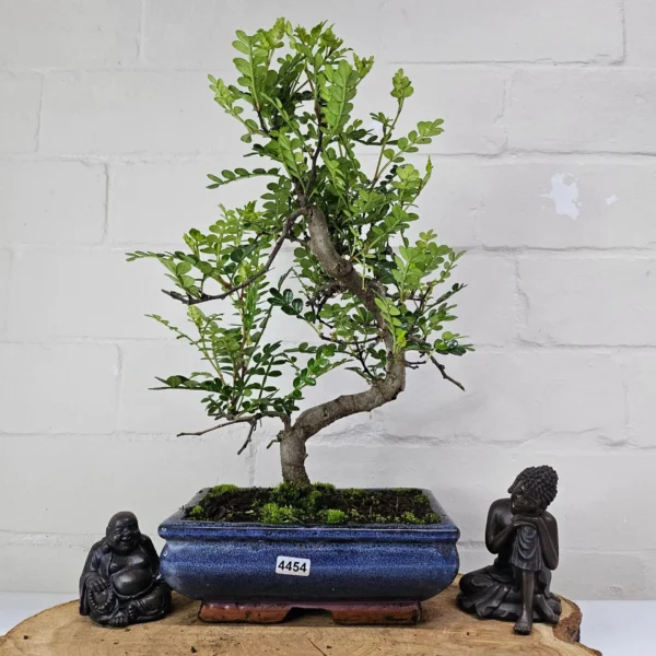 Chinese Pepper (Zanthoxylum Pipertum) Bonsai Tree | Shaped | In 20cm Pot - Image 13