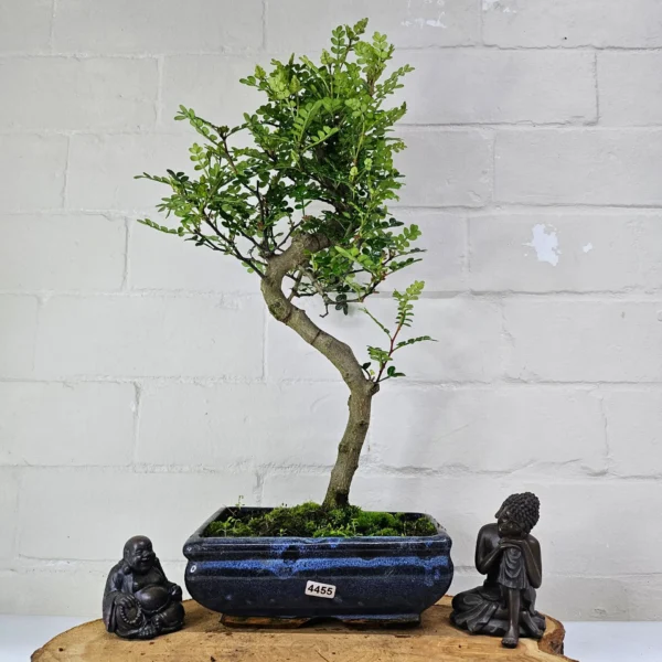 Chinese Pepper (Zanthoxylum Pipertum) Bonsai Tree | Shaped | In 20cm Pot - Image 14