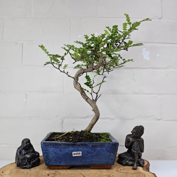 Chinese Pepper (Zanthoxylum Pipertum) Bonsai Tree | Shaped | In 20cm Pot - Image 15