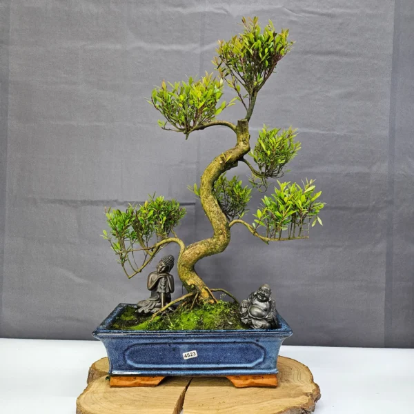 Brush Cherry (Syzygium) Bonsai Tree | Shaped | In 30cm Pot - Image 7