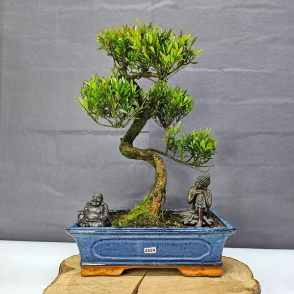 Brush Cherry (Syzygium) Bonsai Tree | Shaped | In 30cm Pot - Image 8