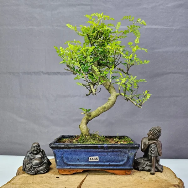 Chinese Pepper (Zanthoxylum Pipertum) Bonsai Tree | Shaped | In 20cm Pot - Image 16