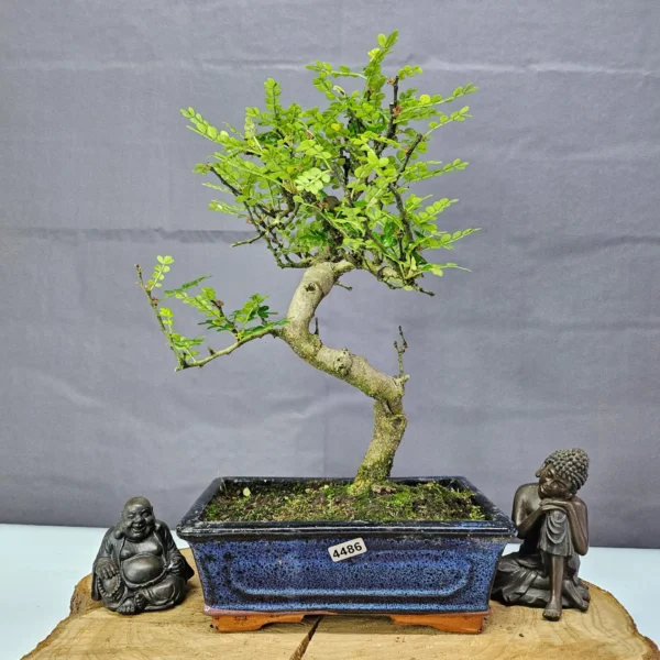 Chinese Pepper (Zanthoxylum Pipertum) Bonsai Tree | Shaped | In 20cm Pot - Image 17