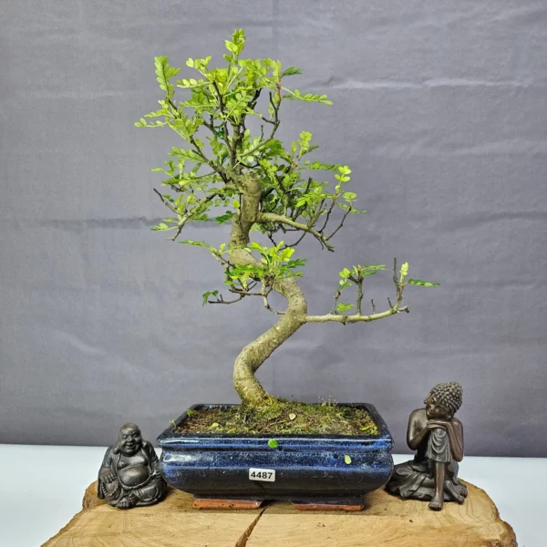 Chinese Pepper (Zanthoxylum Pipertum) Bonsai Tree | Shaped | In 20cm Pot - Image 18