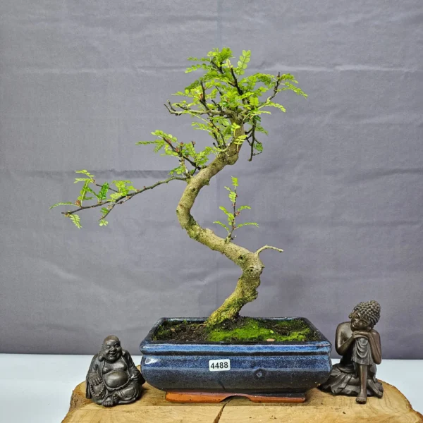 Chinese Pepper (Zanthoxylum Pipertum) Bonsai Tree | Shaped | In 20cm Pot - Image 19