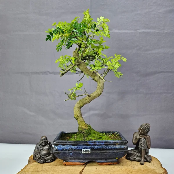 Chinese Pepper (Zanthoxylum Pipertum) Bonsai Tree | Shaped | In 20cm Pot - Image 20