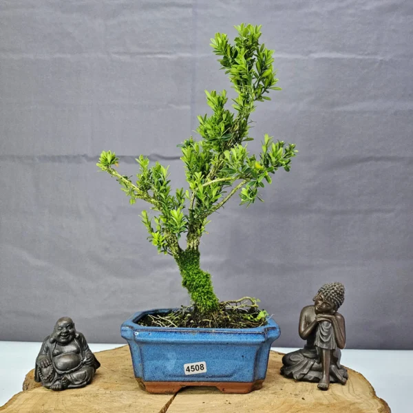 Boxwood (Buxus Harlandii) Bonsai Tree | Shaped | In 15cm Pot - Image 2