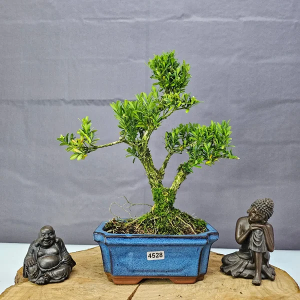 Boxwood (Buxus Harlandii) Bonsai Tree | Shaped | In 15cm Pot - Image 4