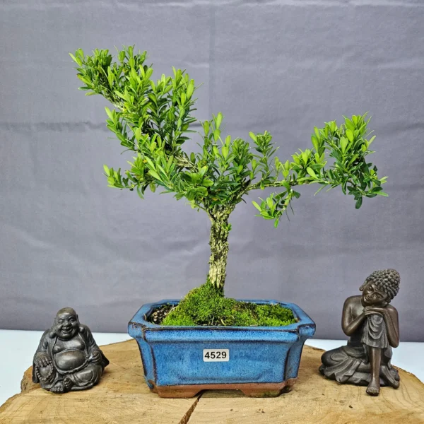 Boxwood (Buxus Harlandii) Bonsai Tree | Shaped | In 15cm Pot - Image 5