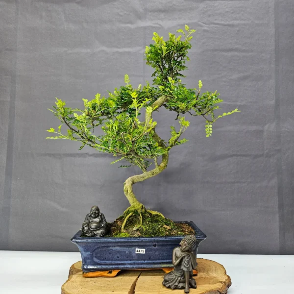 Chinese Pepper (Zanthoxylum Pipertum) Bonsai Tree | Shaped | In 30cm Pot - Image 15