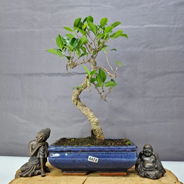 Ficus Microcarpa (Banyan Fig) Indoor Bonsai Tree | Shaped | In 20cm Pot - Image 8