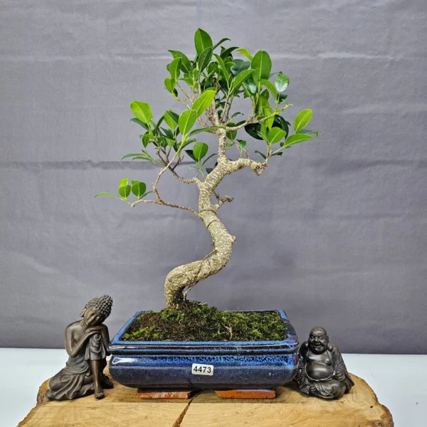 Ficus Microcarpa (Banyan Fig) Indoor Bonsai Tree | Shaped | In 20cm Pot - Image 9