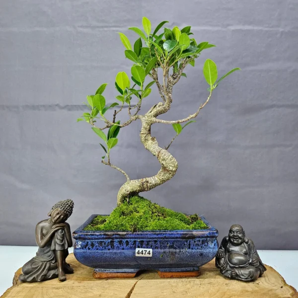 Ficus Microcarpa (Banyan Fig) Indoor Bonsai Tree | Shaped | In 20cm Pot - Image 10