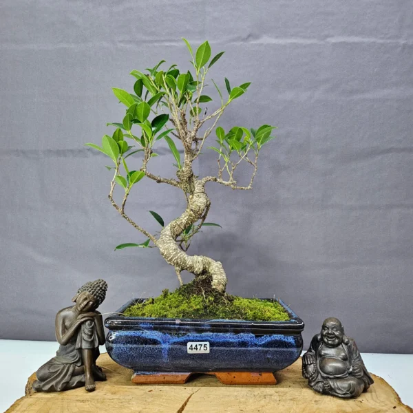 Ficus Microcarpa (Banyan Fig) Indoor Bonsai Tree | Shaped | In 20cm Pot - Image 11