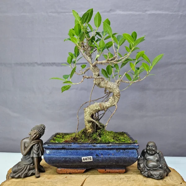 Ficus Microcarpa (Banyan Fig) Indoor Bonsai Tree | Shaped | In 20cm Pot - Image 12