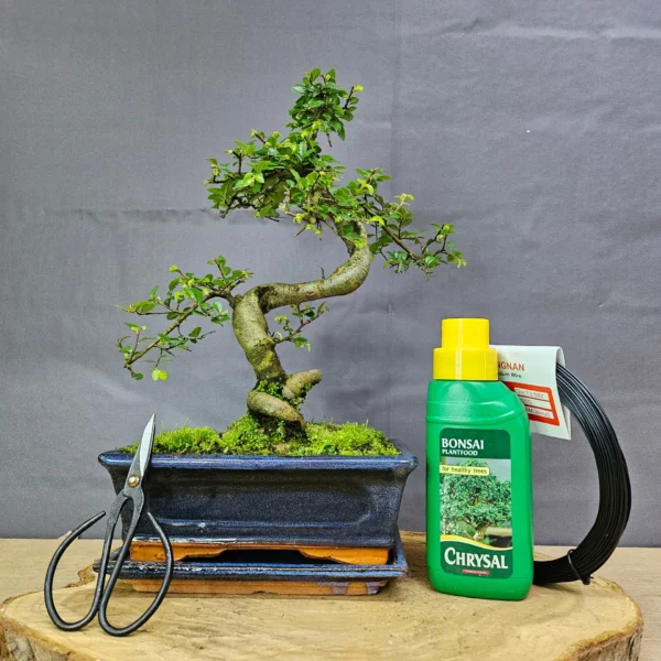 Chinese Elm in 20cm Pot Inc: Drip Tray & Bonsai Tree Starter Kit