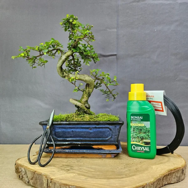 Chinese Elm in 20cm Pot Inc: Drip Tray & Bonsai Tree Starter Kit - Image 2