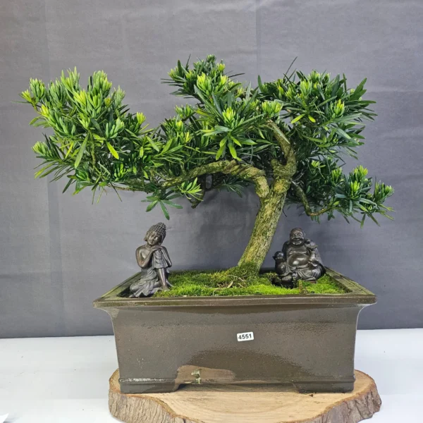 Buddhist Pine (Podocarpus Micro) Bonsai Tree | Shaped | In 35cm Pot - Image 2