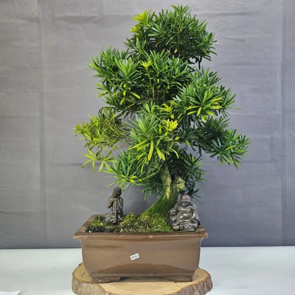 Buddhist Pine (Podocarpus Micro) Bonsai Tree | Shaped | In 35cm Pot - Image 3