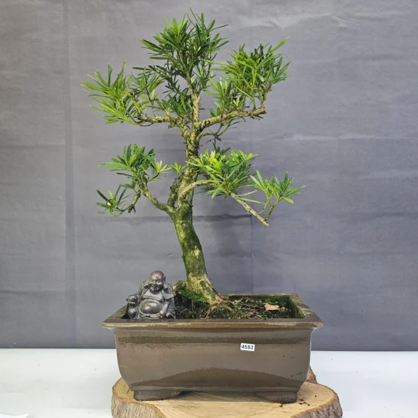 Buddhist Pine (Podocarpus Micro) Bonsai Tree | Shaped | In 35cm Pot - Image 4