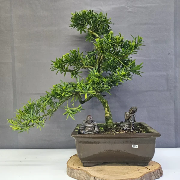 Buddhist Pine (Podocarpus Micro) Bonsai Tree | Shaped | In 35cm Pot - Image 5