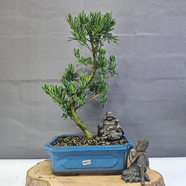 Clearance: Buddhist Pine (Podocarpus Micro) Bonsai Tree | Shaped | In 25cm Pot