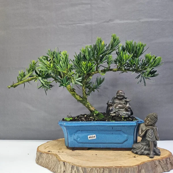 Clearance: Buddhist Pine (Podocarpus Micro) Bonsai Tree | Shaped | In 25cm Pot - Image 2