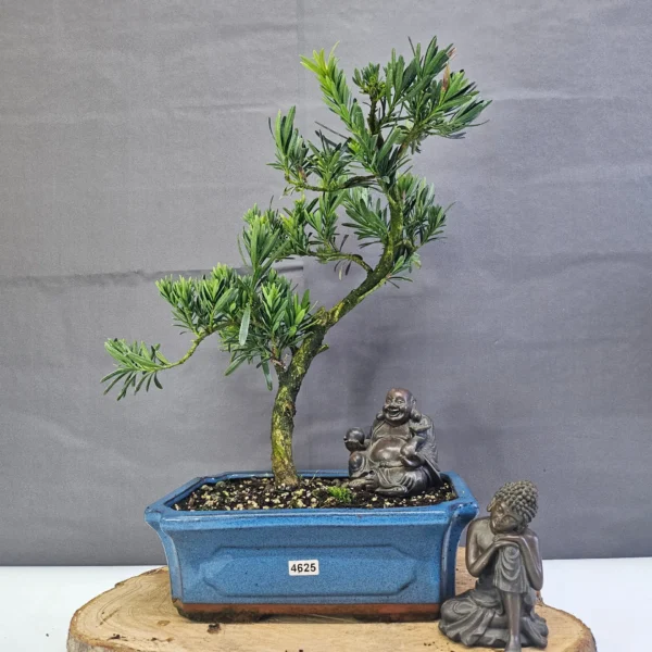 Clearance: Buddhist Pine (Podocarpus Micro) Bonsai Tree | Shaped | In 25cm Pot - Image 3