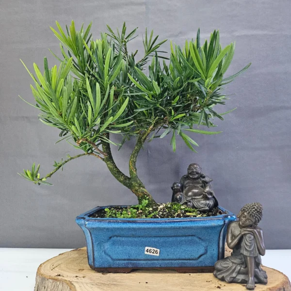 Clearance: Buddhist Pine (Podocarpus Micro) Bonsai Tree | Shaped | In 25cm Pot - Image 4