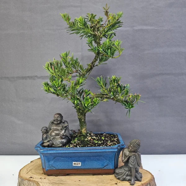 Clearance: Buddhist Pine (Podocarpus Micro) Bonsai Tree | Shaped | In 25cm Pot - Image 5