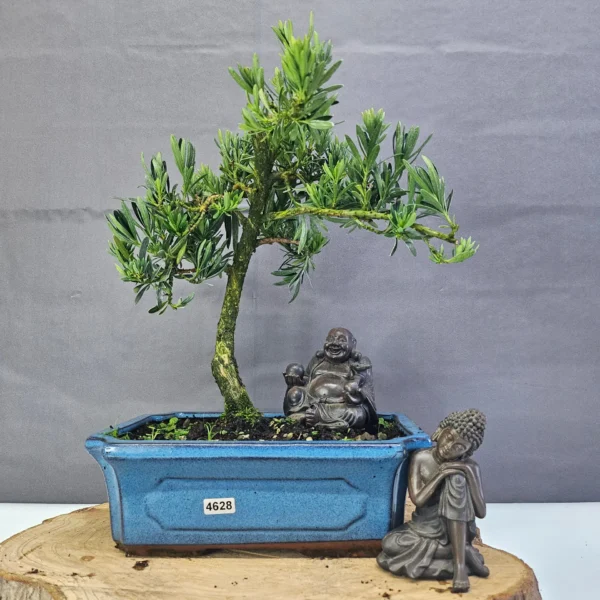 Clearance: Buddhist Pine (Podocarpus Micro) Bonsai Tree | Shaped | In 25cm Pot - Image 6