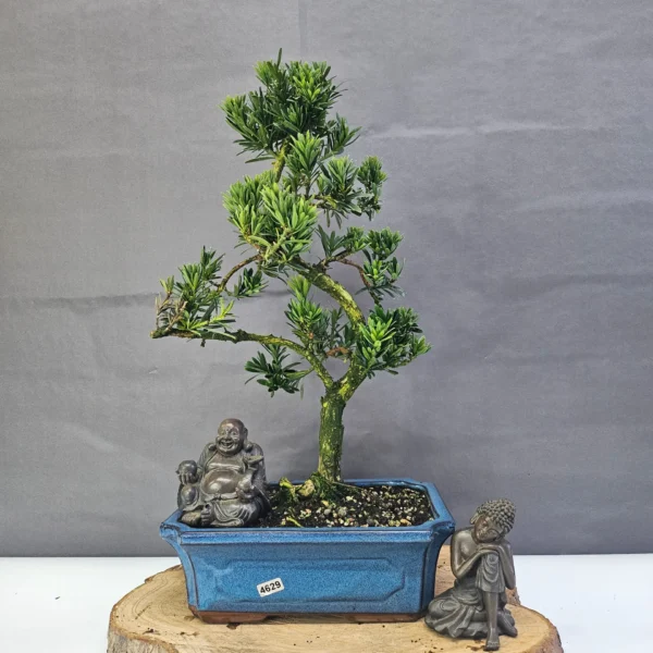 Clearance: Buddhist Pine (Podocarpus Micro) Bonsai Tree | Shaped | In 25cm Pot - Image 7