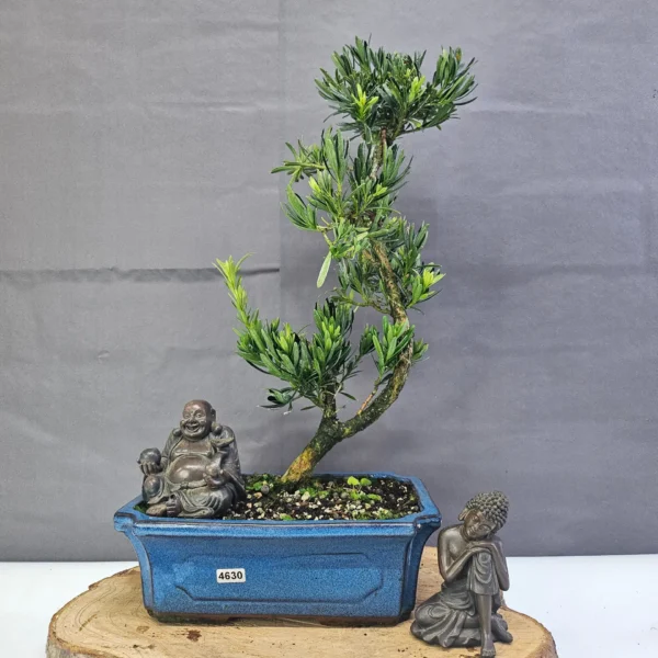 Clearance: Buddhist Pine (Podocarpus Micro) Bonsai Tree | Shaped | In 25cm Pot - Image 8