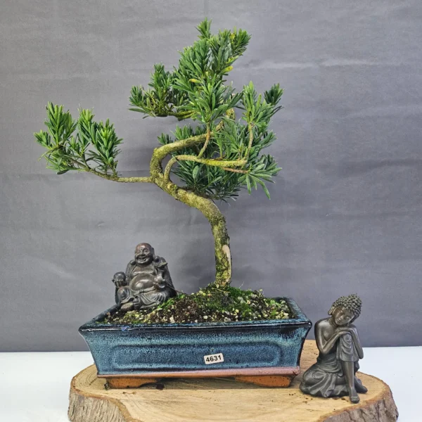 Clearance: Buddhist Pine (Podocarpus Micro) Bonsai Tree | Shaped | In 25cm Pot - Image 9